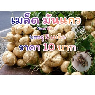 เมล็ดพันธุ์ มันแกว มันเภา Yam Bean