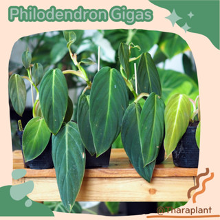 กิสแก๊ส Philodendron Gigas  ใบใหญ่ ใบกำมะหยี่ กระถาง 3 นิ้ว