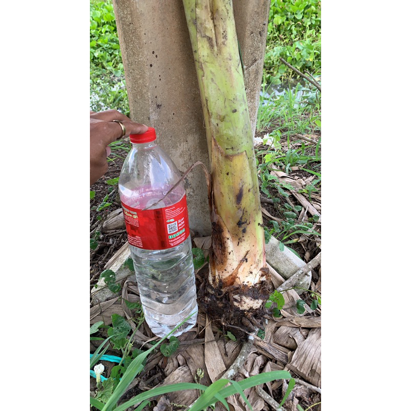 กล้วยน้ำว้าพันธุ์มะลิอ่อง ชุด 3 หน่อ 99 บาท ผลสุกหวานอร่อยขายได้ราคาสูง หรือที่ใช้ทอดกล้วยแขก ปลูกง่ายปลูกได้ทุกพื้นที่ - รูปที่ 3