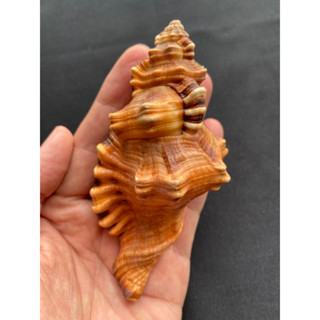 elephant nose sea snail shell Tiger stripes conch