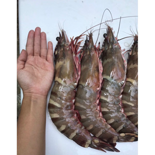 กุ้งลายเสือ ถูกที่สุด สดๆไม่ฟรีซ จากเรือประมงเลยจ้ท