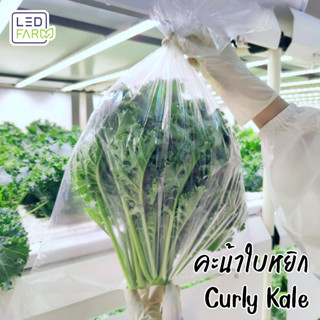 [ตัดสดทุกออเดอร์] เคลใบหยิก (Curly Kale) | ผักสด สะอาด ปลอดสารเคมี