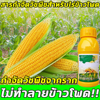 🌽ไม่ทำลายต้นกล้า🌽BQ ฆ่าหญ้าในข้าวโพด ยาฉีดสาดพ่นทับข้าวโพดได้ กำจัดได้ทั้งหญ้าใบแคบและใบกว้างในข้าวโพดทุกสายพันธุ์