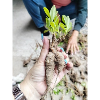 หัวต้นโสมไทย/ถูกที่สุด ส่งฟรี(ขุดส่งหัวสด3 กิโล)