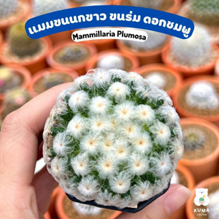 💙 แมมขนนกขาว ขนร่มโคลนญี่ปุ่น ไม้หน่อ 🍀 Mammillaria Plumosa 🔆🔆-- แคคตัส กระบองเพชร