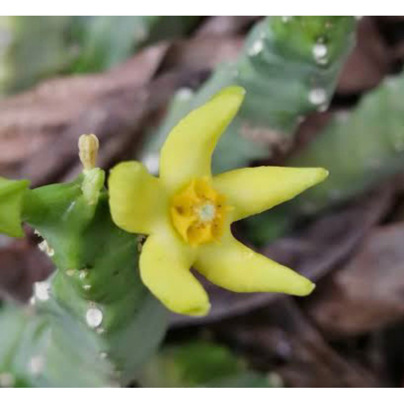 Caralluma quadrangula