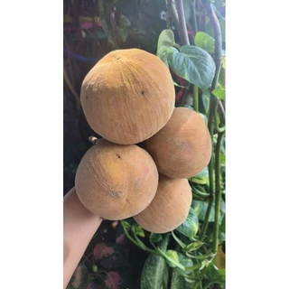 กระท้อนเเซ่บเปรี้ยวจี๊ดจ๊าดฟรีพริกเกลือทุกกล่อง