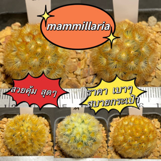 แมมมิลาเลีย คามิเน่ บุดดา (Mammillaria Carminae Buddha) แคคตัส กระบองเพชร (M1)