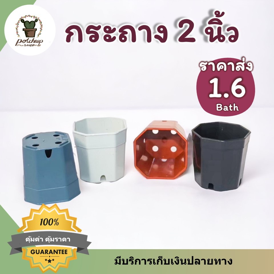 กระถางกระบองเพชร แคคตัส 2 3 4 นิ้ว ราคาส่ง
