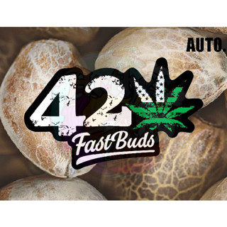 [แบ่งออโต้] Fast Buds. ALL Strains. 2023