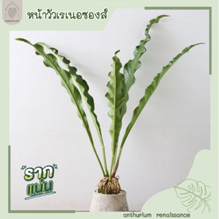 หน้าวัวใบเรอเนซองซ์/Anthurium Renaissance