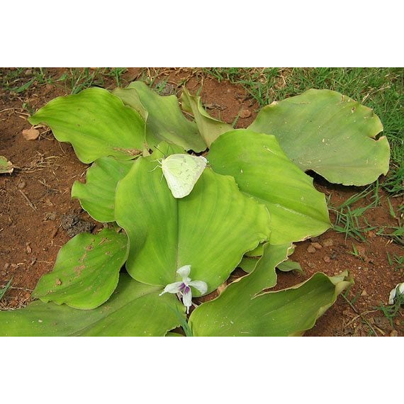 ต้นพันธุ์เปราะหอม ว่านเสน่ห์จันทร์หอม   หอมเปราะ  ว่านหอม ว่านแผ่นดินเย็น ว่านตีนดิน  เปราะ  ว่านนกยูง  ถุงดำ 39บาท - รูปที่ 4