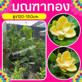 ต้นมณฑาทอง #มณฑาทอง สูง 120-150cm