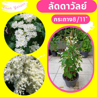 ต้นลัดดาวัลย์ #ลดาวัลย์ ดอกหิมะ ไม้เลื้อยสีขาว