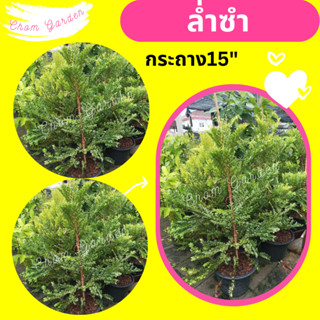 ต้นล่ำซำ ล่ำซำ กระถาง15" สูง 140-170 cm.