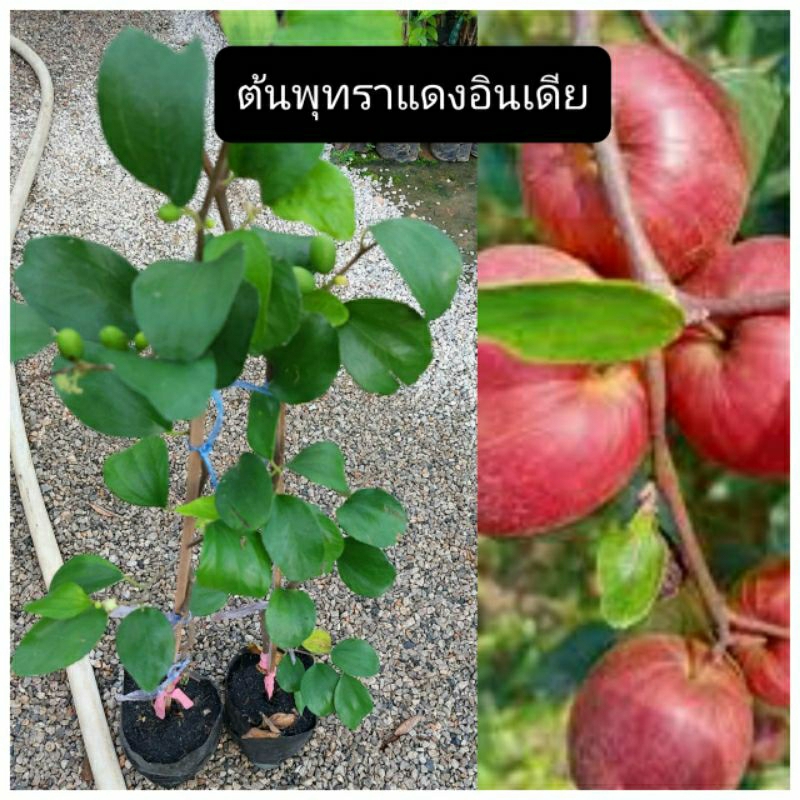 ต้นพุทราแดงอินเดียแท้ /ทาบกิ่ง/ปีเดียวติดผล รสหวานกรอบ