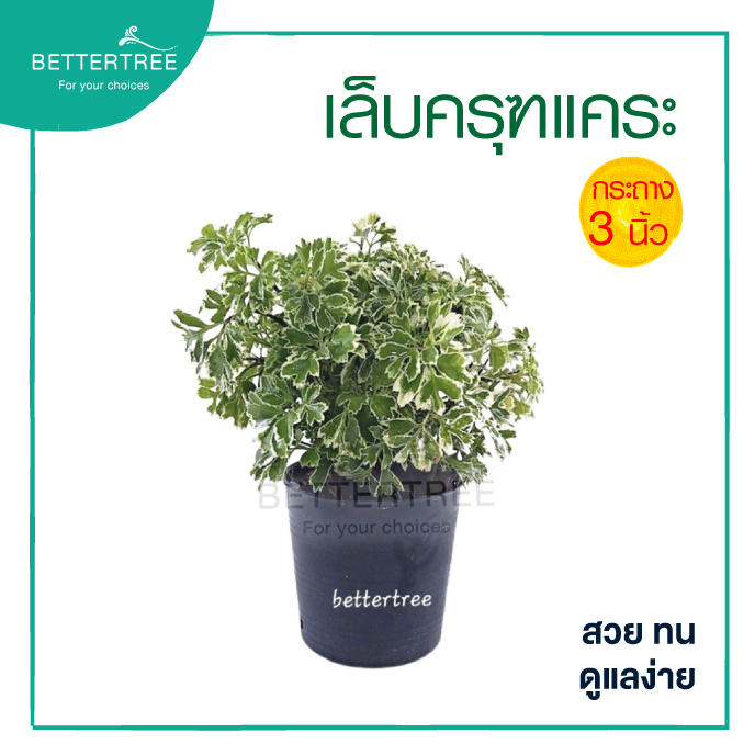เล็บครุฑแคระ กระถาง 3 นิ้ว  ต้นไม้ฟอกอากาศ ต้นไม้ในร่ม ต้นไม้ plant