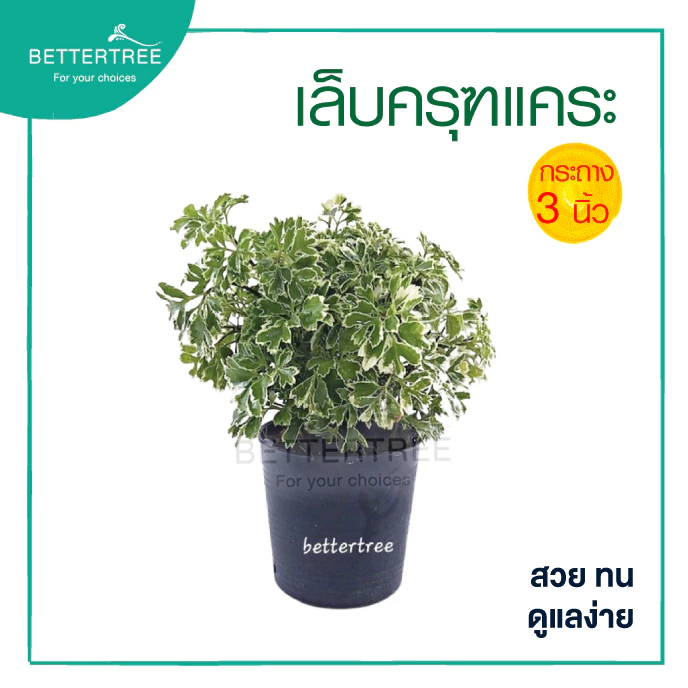 เล็บครุฑแคระ กระถาง 3 นิ้ว ต้นไม้ฟอกอากาศ ต้นไม้ในร่ม ต้นไม้ plant
