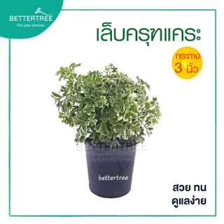 เล็บครุฑแคระ กระถาง 3 นิ้ว ต้นไม้ฟอกอากาศ ต้นไม้ในร่ม ต้นไม้ plant