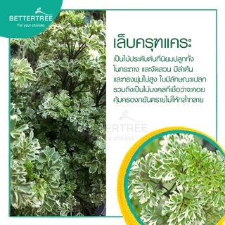 เล็บครุฑแคระ กระถาง 3 นิ้ว ต้นไม้ฟอกอากาศ ต้นไม้ในร่ม ต้นไม้ plant