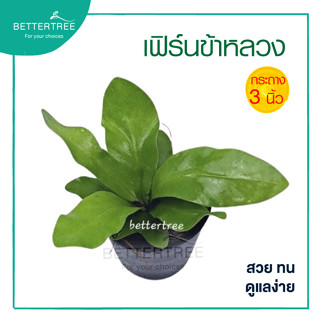 เฟรินข้าหลวง กระถางขนาด 3 นิ้ว   Bird’s nest fern ไม้ในร่ม  …
