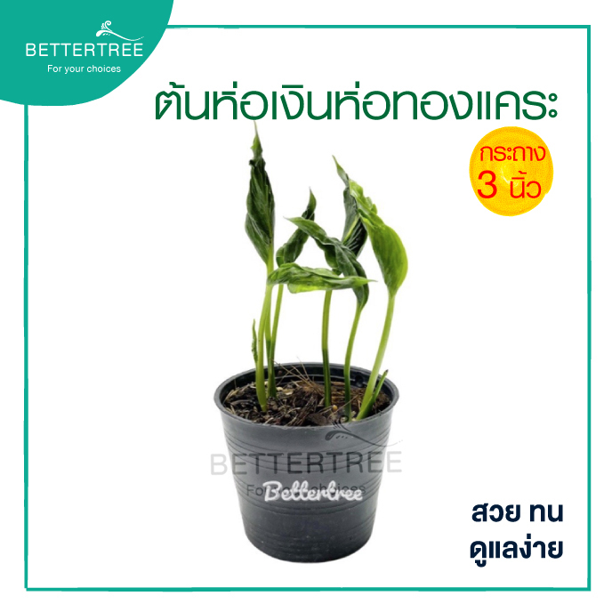 ห่อเงินห่อทองแคระ กระถาง 3 นิ้ว  Syn gonium Godzilla ห่อเงินห่อทอง ต้นไม้ในร่ม ไม้ฟอกอากาศ