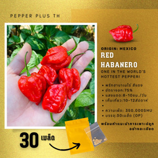 เมล็ดพันธุ์พริก Red Habanero สีแดง 30 เมล็ด พันธ์ุแท้ผลใหญ่