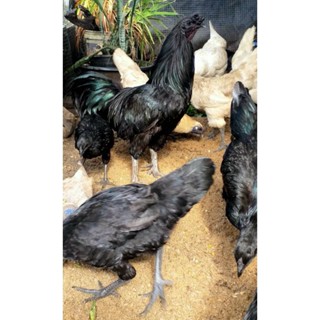 ไข่ไก่ดำ   ไก่ดำภูพาน  ไข่เชื้อ