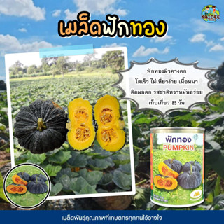 เมล็ดฟักทอง Pumpkin ตราภูเขาทอง น้ำหนักสุทธิ50 เมล็ดพันธุ์ฟักทอง ฟักทอง เมล็ดพันธุ์ผัก เมล็ดพันธุ์ผักสวนครัว