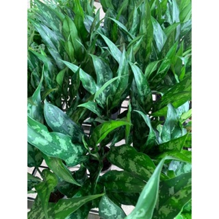 ต้นไม้ในกลุ่มอโกลนีมา ต้นมหาเศรษฐีหรือเขียวหมื่นปี (Chinese Evergreen) ต้นไม้พุ่มขนาดเล็กพร้อมส่ง กระถาง 4นิ้ว