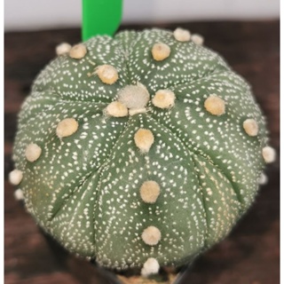 แอสโตรไฟตั้ม 5 พู เว้า ฟอร์มแปลก #แคสตัส castus​ astrophytum แอสโตร แอสโตร​ไ​ฟตั้​ม แอสโตรไฟตัม กระบองเพชร แอสโตรวี​