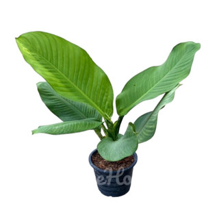 เศรษฐีวิลสัน กระถาง 8 นิ้ว / Dieffenbachia sp.pot 8