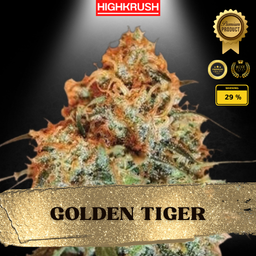 เมล็ดพันธุ์กัญชา Golden Tiger เพศเมีย ( Feminized seeds) เมล็ดพันธุ์ชั้นนำ ต้นสูงใหญ่ ผลผลิตและอัตราการงอกสูง แท้ !!