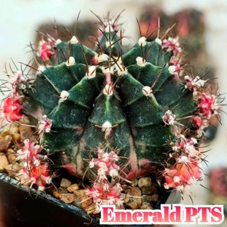 Gymno Emerald โคลนเพชรแต้มสี ตัวแท้