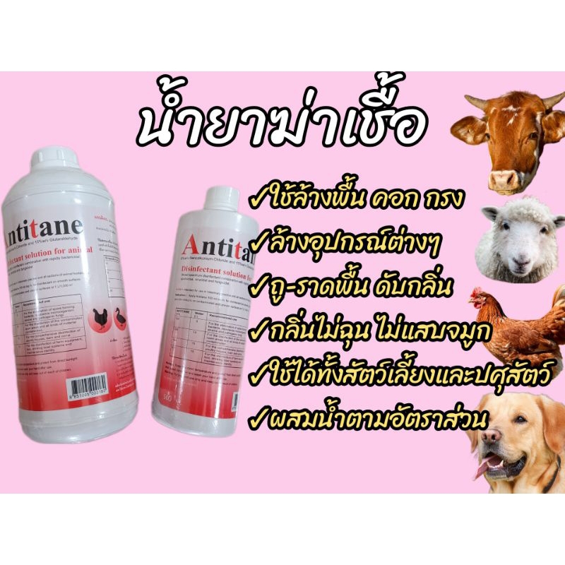 แอนติเทน น้ำยาฆ่าเชื้อโรคสำหรับสัตว์ น้ำยาฆ่าเชื่อมอุปกรณ์เลี้ยงสัตว์ น้ำยาล้างคอกสัตว์ น้ำยาล้างกรงสัตว์เลี้ยง