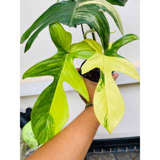 philodendron florida beauty var