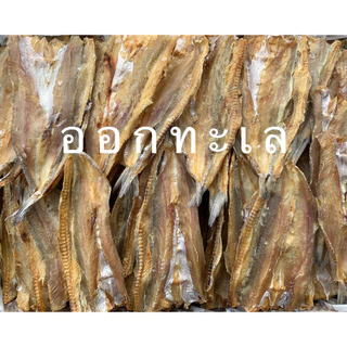 ปลาช่อนทะเล ขายถูก ขนาดกลาง ราคาส่ง ราคาชาวบ้าน