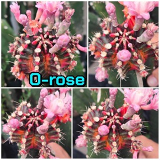 เมล็ด O-rose เก็บสดๆใหม่ๆจากในสวน