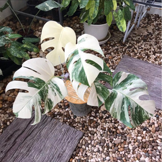 มอนสเตอร่าอัลโบ้ด่าง Monstera borsigiana albo variegated