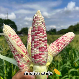 🌽พร้อมส่งที่สุด 🌽 ข้าวโพดเหนียวหวานชมพู เกรดส่งห้าง รสชาติเหนียวหนึบ หวานอร่อย ตัดสดใหม่ทุกวัน รับประกันอร่อยสุดใน 3 โลก