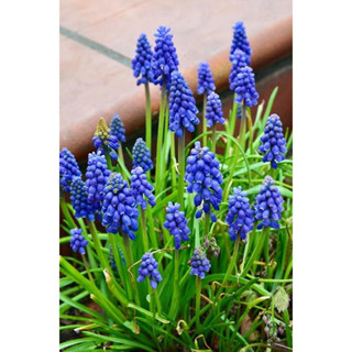 แกรปไฮยาซินท์ (Grape Hyacinth หรือ Muscari ) ร่ม,รำไร