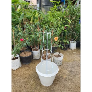 **สั่งแยกจากสินค้าอื่น ซุ้ม T-Rose ทรีโรส ซุ้มกุหลาบ ความกว้างฐานซุ้ม 20-22 cm.