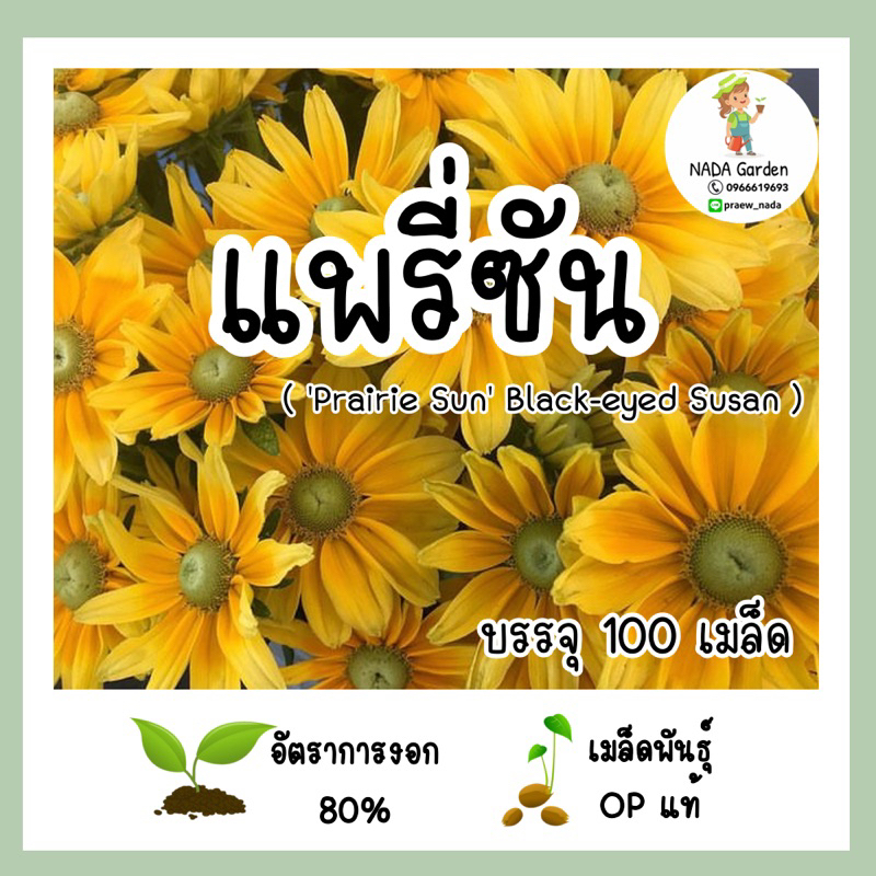 เมล็ดพันธุ์รู้ดเบกเกีย แพรี่ซัน (Prairie Sun Black-eyed Susan, Rudbeckia hirta) บรรจุ 100 เมล็ด สายพันธุ์ OP แท้