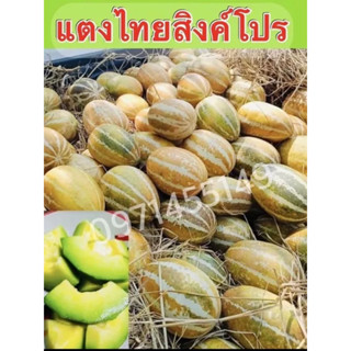 เมล็ดแตงไทยพันธุ์สิงคโปร์คุณภาพ เมล็ดใหม่ไม่เก่าเก็บ บรรจุ 160-200เมล็ดบรรจุถุงศูนย์ญากาศอย่างดี