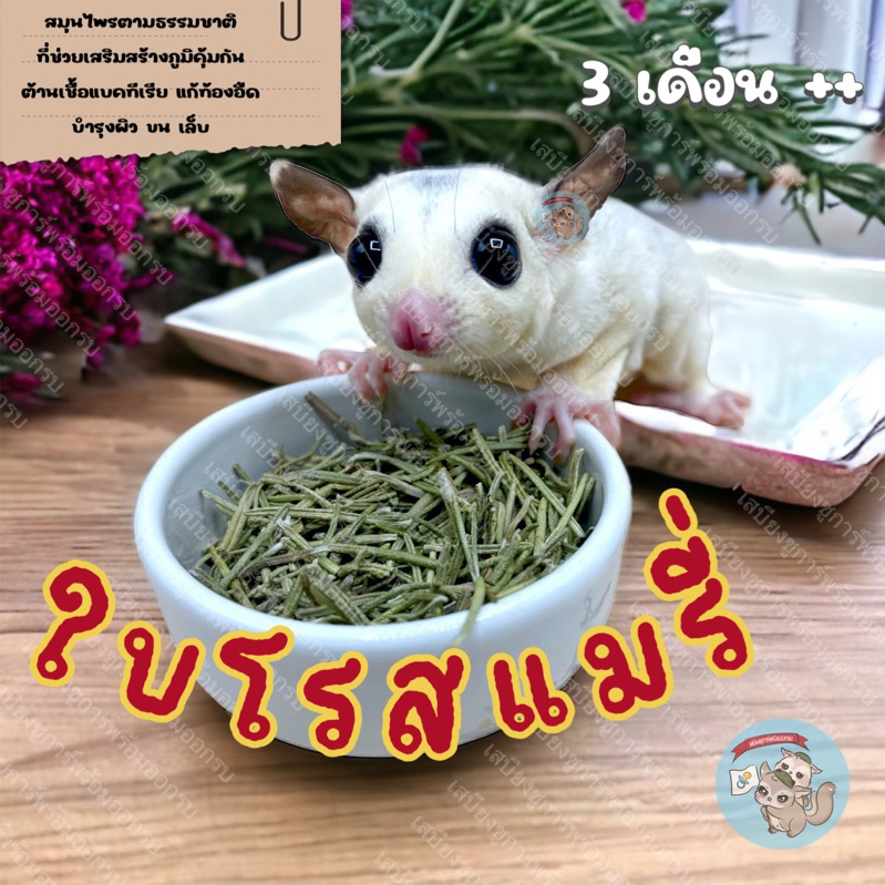( ใบโรสแมรี่ ) ROSEMARY โรสแมรี่ ใบโรสแมรี่ ดอกไม้แห้ง ดอกไม้ อาหาร ขนม ของเล่น สัตว์ฟันแทะ ชูการ์ กระรอก ดอร์เมาส์ แฮม