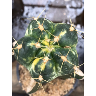 ไม้กราฟยิมโน ฮอททิไอด่าง ด่างทุกพู สวยมาก Gymnocalycium horstii variegated