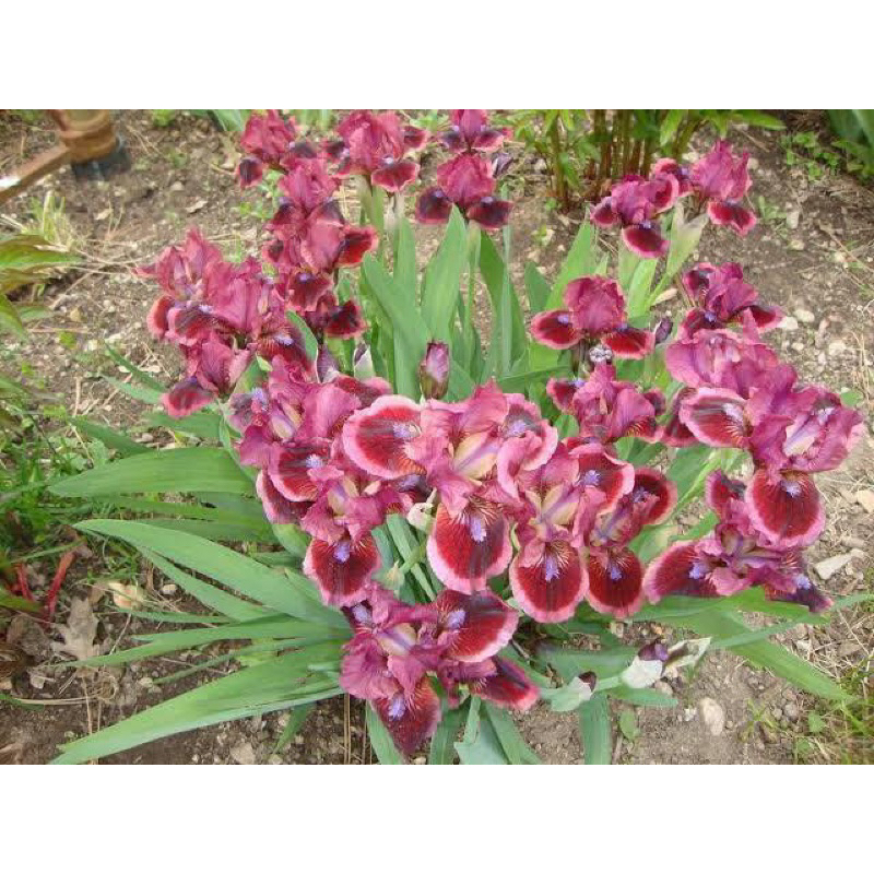 Iris ไอริส (นกสวรรค์) สีหายาก แดดจัด-รำไร รูปที่ 8