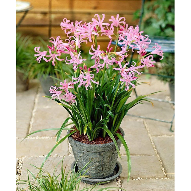 สินค้าขายดี Nerine เนอรีน หัวละ 80บาท