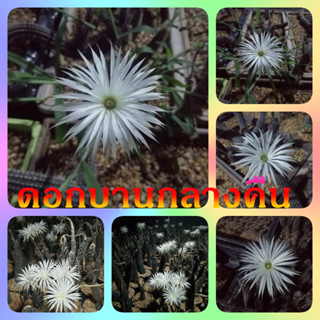 🌵💥ดินสอดำ💥🌵 Setiechinopsis mirabilis ไม้เมล็ด ขนาด  5-6 ซม. ต้นกระบองเพชร ต้นแคคตัส (แคคตัส กระบองเพชร)