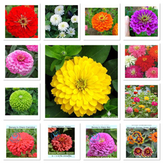 เมล็ดพันธุ์ ดอกบานชื่น บานชื่นซ้อน ( Zinnia Seed ) บรรจุ 20 เมล็ด มีให้เลือก 13 แบบค่ะ